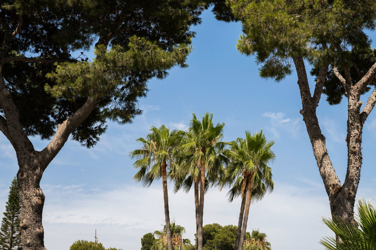 Umbrella pines and tall fan palms against a blue sky